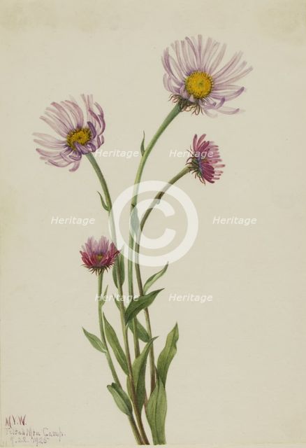 Alaska Fleabane (Erigeron salsuginosus), 1925. Creator: Mary Vaux Walcott.