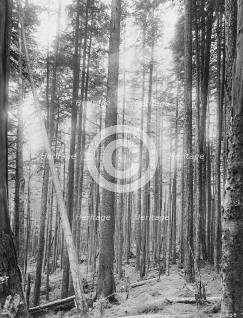 Alaskan spruce trees, between c1900 and 1923. Creator: Unknown.