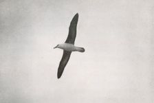Albatross Soaring c1910–1913, (1913). Artist: Herbert Ponting