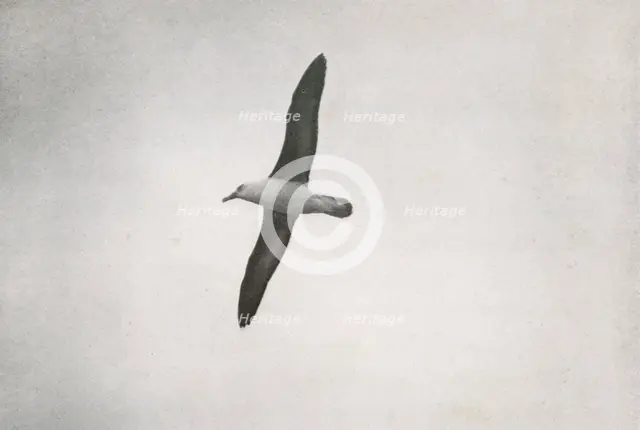 'Albatross Soaring', c1910–1913, (1913). Artist: Herbert Ponting.