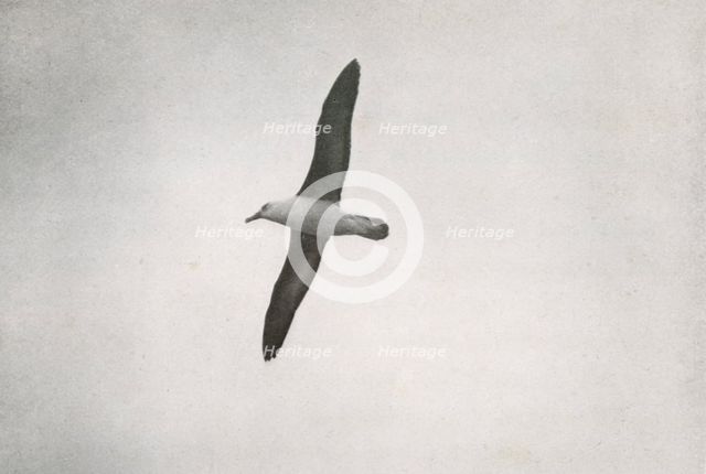 'Albatross Soaring', c1910–1913, (1913). Artist: Herbert Ponting.