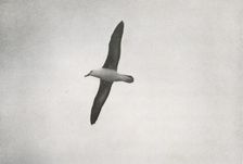 Albatross Soaring c1910–1913, (1913). Artist: Herbert Ponting