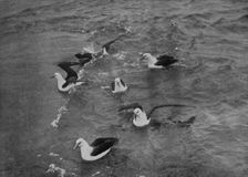 Albatrosses Foraging in the Wake of the Terra Nova c1910–1913, (1913). Artist: Herbert Ponting