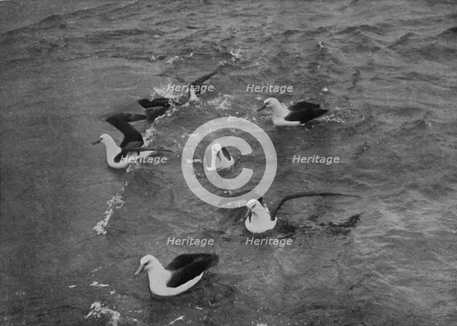 'Albatrosses Foraging in the Wake of the 'Terra Nova', c1910–1913, (1913). Artist: Herbert Ponting.