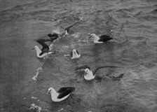 Albatrosses Foraging in the Wake of the Terra Nova c1910–1913, (1913). Artist: Herbert Ponting