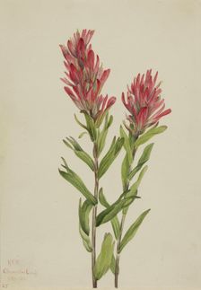 Alberta Paintbrush (Catilleja miniata), 1920. Creator: Mary Vaux Walcott
