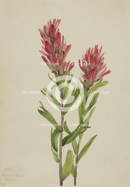 Alberta Paintbrush (Catilleja miniata), 1920. Creator: Mary Vaux Walcott.