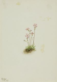 Alberta Primrose (Primula maccalliana), 1917. Creator: Mary Vaux Walcott