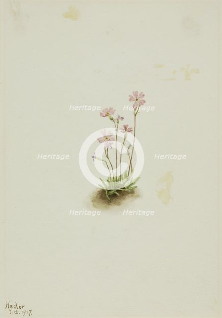 Alberta Primrose (Primula maccalliana), 1917. Creator: Mary Vaux Walcott.