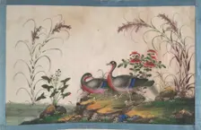 Album Containing Twelve Paintings of Birds, 19th century. Creator: Unknown