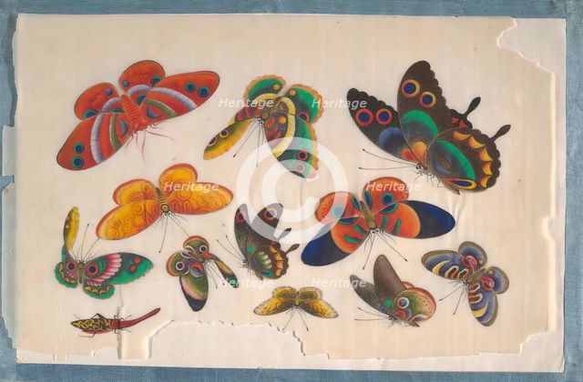 Album Containing Twelve Paintings of Insects, 19th century. Creator: Unknown.