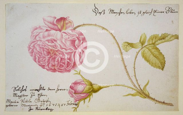 Album sheet with a rose, 1675. Artist: Merian, Maria Sibylla (1647-1717)