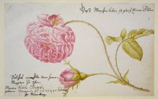 Album sheet with a rose, 1675. Artist: Merian, Maria Sibylla (1647-1717)