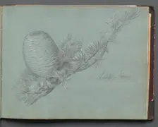 Album with Views of Rome and Surroundings, Landscape Studies, page 49a: Study of a Evergreen.... Creator: Franz Johann Heinrich Nadorp (German, 1794-1876)