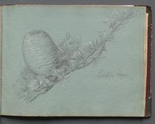 Album with Views of Rome and Surroundings, Landscape Studies, page 49a: Study of a Evergreen.... Creator: Franz Johann Heinrich Nadorp (German, 1794-1876)