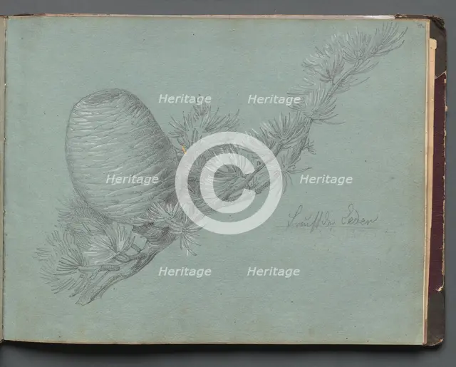 Album with Views of Rome and Surroundings, Landscape Studies, page 49a: Study of a Evergreen.... Creator: Franz Johann Heinrich Nadorp (German, 1794-1876).