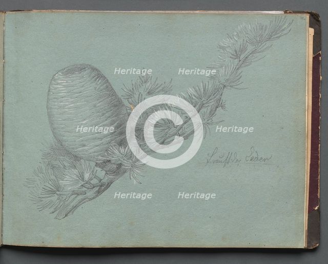 Album with Views of Rome and Surroundings, Landscape Studies, page 49a: Study of a Evergreen.... Creator: Franz Johann Heinrich Nadorp (German, 1794-1876).