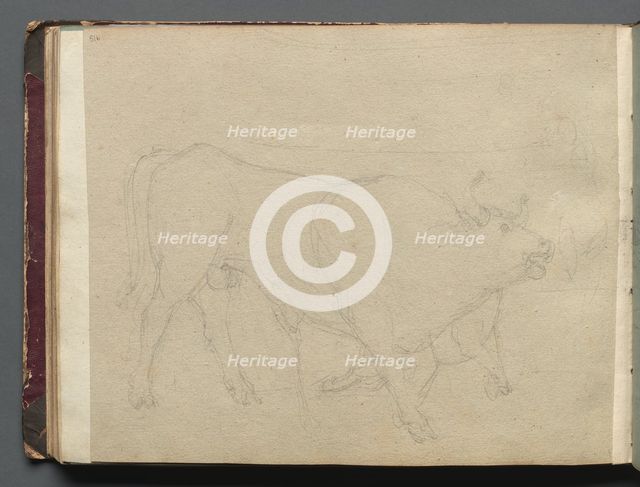 Album with Views of Rome and Surroundings, Landscape Studies, page 51b: Study of a Bull. Creator: Franz Johann Heinrich Nadorp (German, 1794-1876).