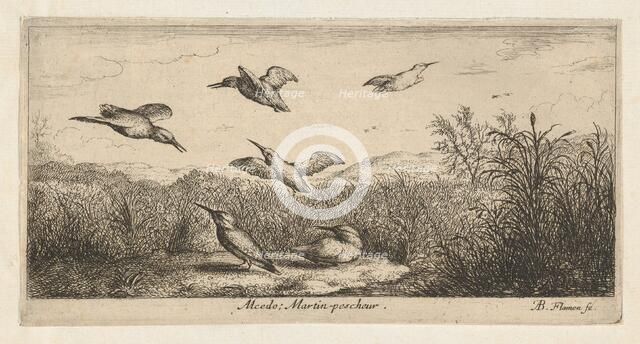 Alcedo, Martin-pescheur (The Kingfisher): Livre d'Oyseaux (Book of Birds), 1655-1660., Creator: albert flamen.