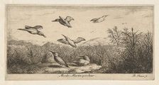 Alcedo, Martin-pescheur (The Kingfisher): Livre d'Oyseaux (Book of Birds), 1655-1660., Creator: albert flamen