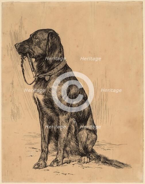 Aldrich's Dog, late 1880s. Creator: Arthur Davies.