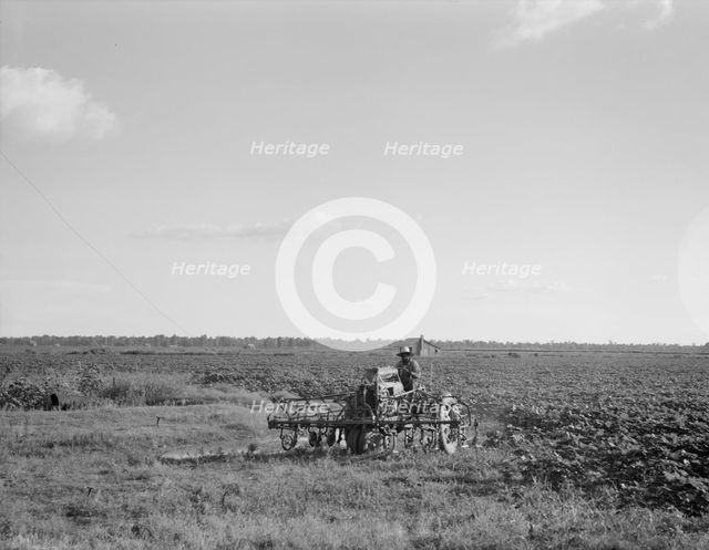 Aldridge Plantation, Mississippi, 1937. Creator: Dorothea Lange.