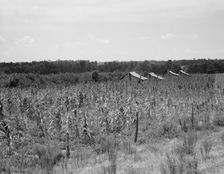 Aldridge Plantation near Leland, Mississippi, 1937. Creator: Dorothea Lange