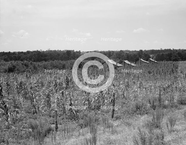 Aldridge Plantation near Leland, Mississippi, 1937. Creator: Dorothea Lange.