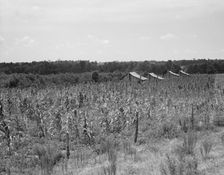 Aldridge Plantation near Leland, Mississippi, 1937. Creator: Dorothea Lange