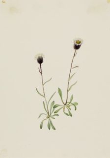 Aleutian Fleabane (Erigeron unalaschensis), n.d. Creator: Mary Vaux Walcott