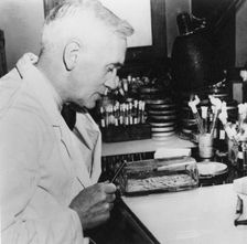 Alexander Fleming, Scottish bacteriologist in his laboratory, 1930s. Creator: Unknown