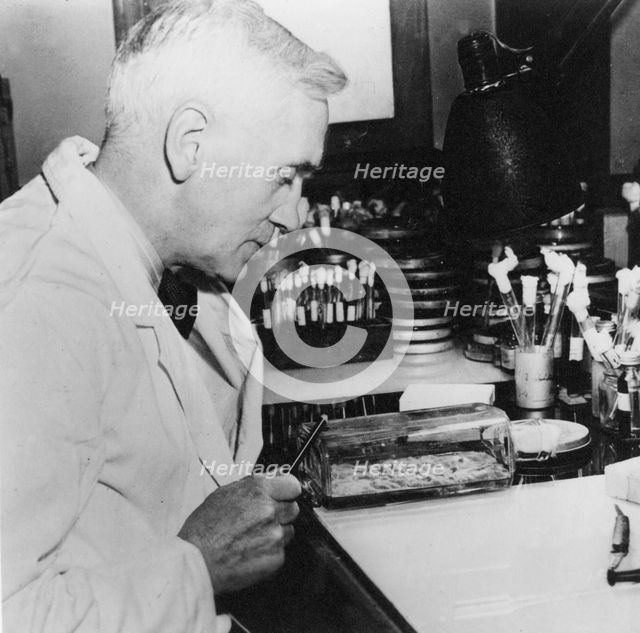 Alexander Fleming, Scottish bacteriologist in his laboratory, 1930s. Creator: Unknown.