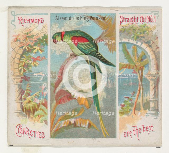 Alexandrine Ring Parakeet, from Birds of the Tropics series (N38) for Allen & Ginter Cigar..., 1889. Creator: Allen & Ginter.