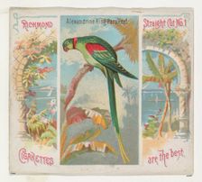 Alexandrine Ring Parakeet, from Birds of the Tropics series (N38) for Allen & Ginter Cigar..., 1889. Creator: Allen & Ginter