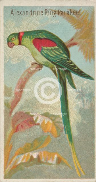 Alexandrine Ring Parakeet, from the Birds of the Tropics series (N5) for Allen & Ginter Ci..., 1889. Creator: Allen & Ginter.