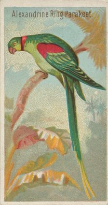 Alexandrine Ring Parakeet, from the Birds of the Tropics series (N5) for Allen & Ginter Ci..., 1889. Creator: Allen & Ginter