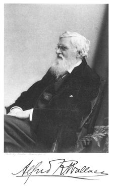 Alfred Russell Wallace, Welsh-born British naturalist, c1900. Creator: Unknown