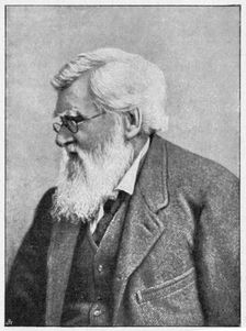 Alfred Russell Wallace, Welsh naturalist, c1895. Creator: Unknown