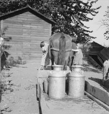 All Chris Adolf's children are hard workers on the new place, Yakima Valley, Washington, 1939. Creator: Dorothea Lange