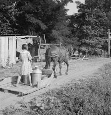 All Chris Adolf's children are hard workers on the new place, Yakima Valley, Washington, 1939. Creator: Dorothea Lange