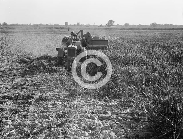All-crop harvesting, Tulare County, California, 1938. Creator: Dorothea Lange.