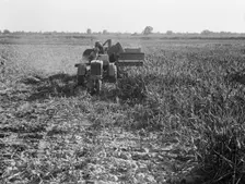 All-crop harvesting, Tulare County, California, 1938. Creator: Dorothea Lange