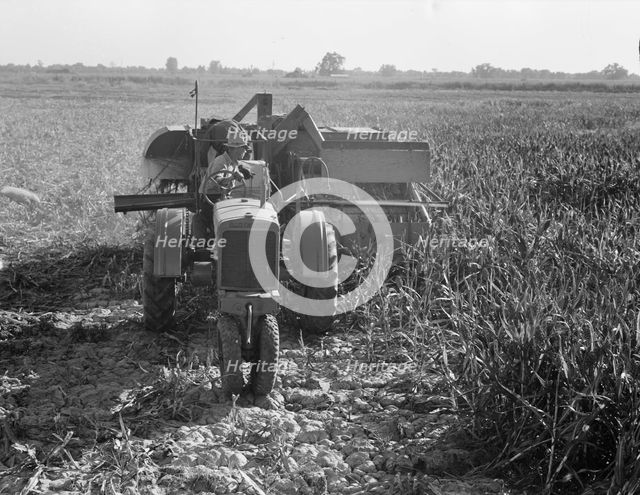 All-crop harvesting, Tulare County, California, 1938. Creator: Dorothea Lange.