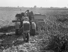 All-crop harvesting, Tulare County, California, 1938. Creator: Dorothea Lange