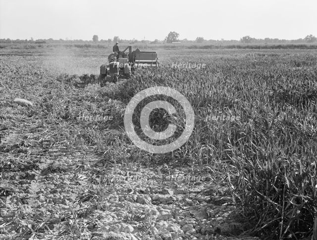 All-crop harvesting, Tulare County, California, 1938. Creator: Dorothea Lange.
