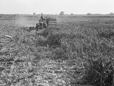 All-crop harvesting, Tulare County, California, 1938. Creator: Dorothea Lange