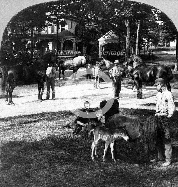 'All Sorts and Sizes'.Artist: The Fine Art Photographers Co