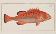 Allgemeine Naturgeschichte der Fische Deutschlands, 1782-1793. Creator: Bloch, Marcus Élieser (1723-1799)