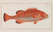 Allgemeine Naturgeschichte der Fische Deutschlands, 1782-1793. Creator: Bloch, Marcus Élieser (1723-1799)