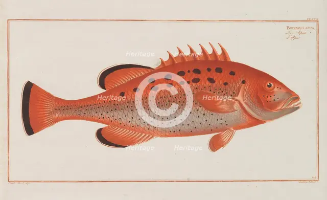 Allgemeine Naturgeschichte der Fische Deutschlands, 1782-1793. Creator: Bloch, Marcus Élieser (1723-1799).